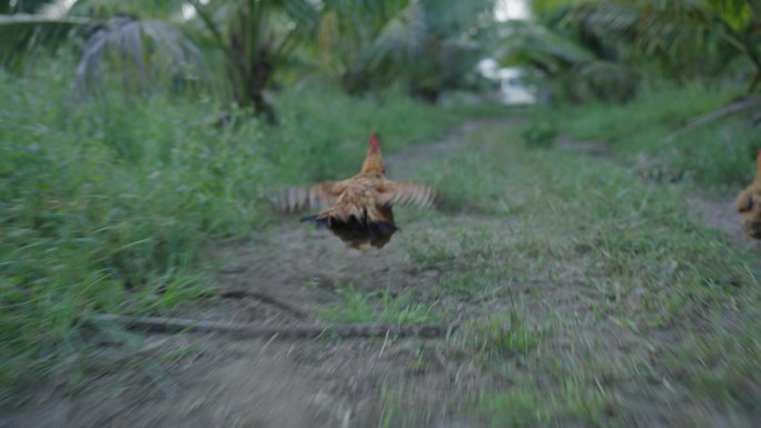 奔跑的鸡