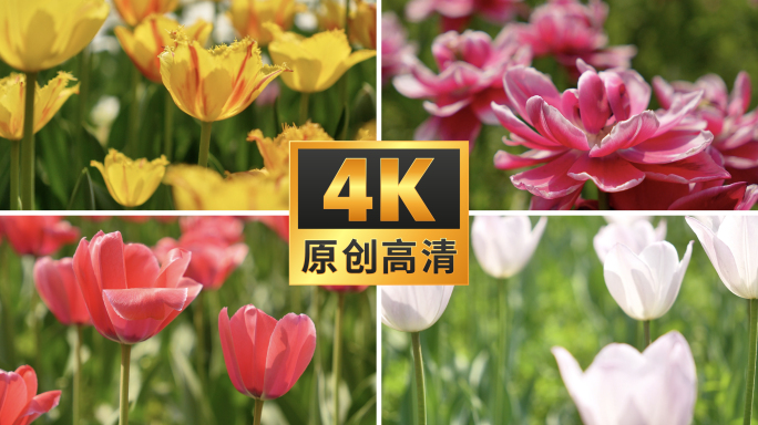 【4K】国家植物园郁金香特写镜头