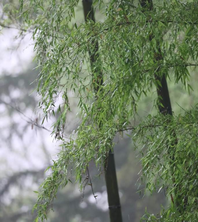 下雨天竹林竹叶唯美意境禅意竖版竖屏