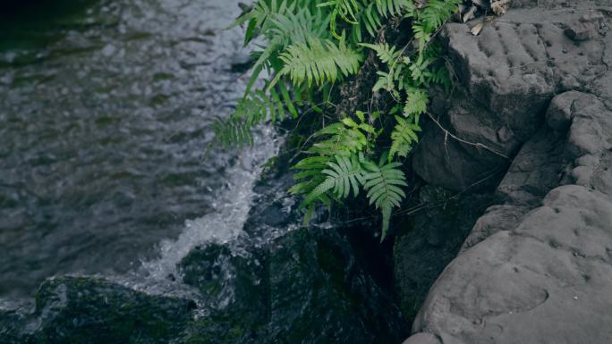 溪流植物空镜