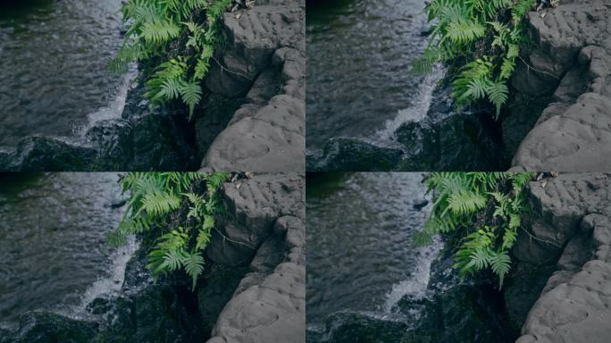 溪流植物空镜