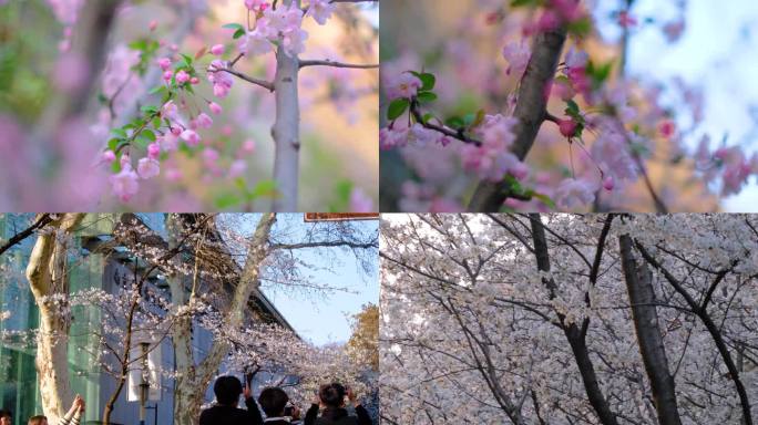 南京玄武区玄武湖景区游客观赏樱花人流风景