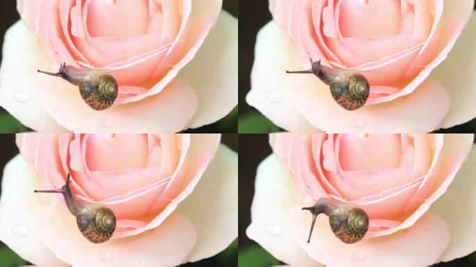 悠闲 蜗牛 缓慢爬行 粉色玫瑰花粉龙