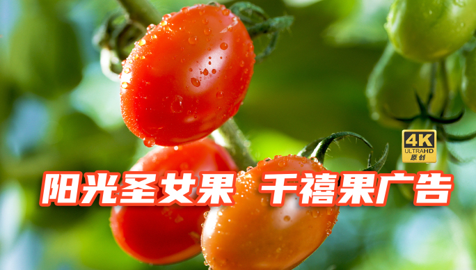 4k阳光千禧果 圣女果 小番茄广告