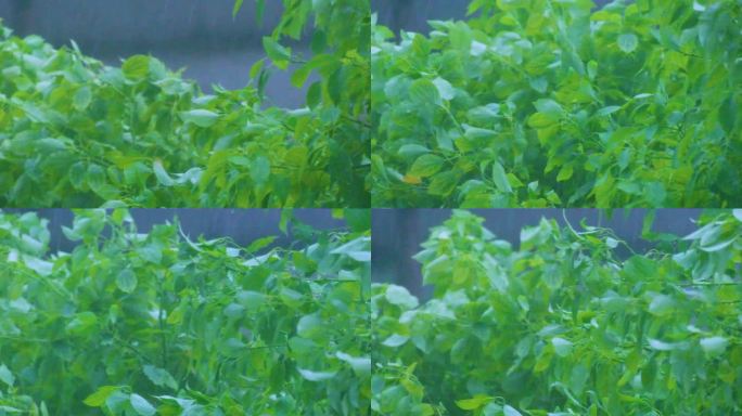 城市下暴雨下雨天雨水雨滴植物树叶子树木雨