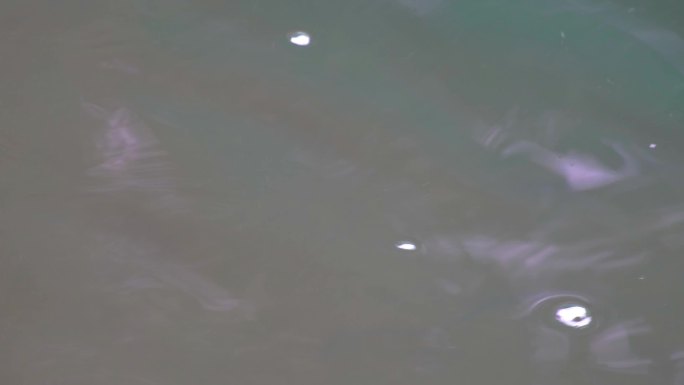 杭州植物园小溪流水风景视频素材409