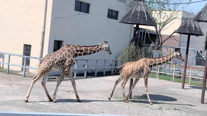 长颈鹿散步动物园