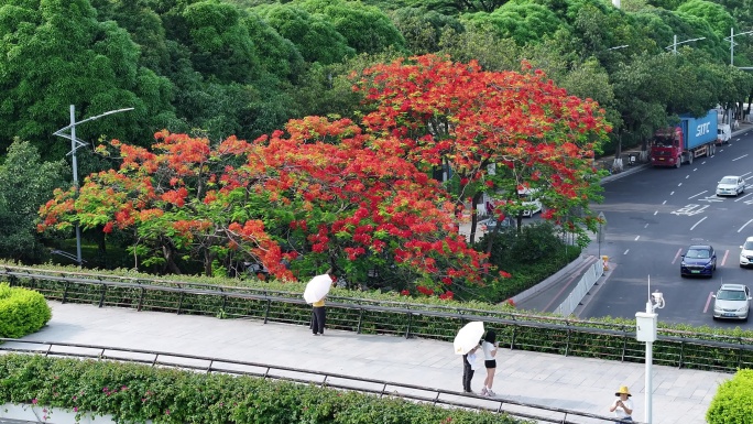 中国广东省广州市白云区白云大道南凤凰花