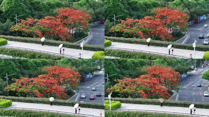 中国广东省广州市白云区白云大道南凤凰花