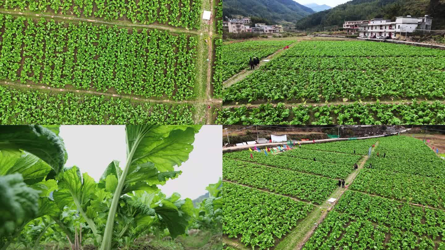 钱排大芥菜 菜 农村 农作物