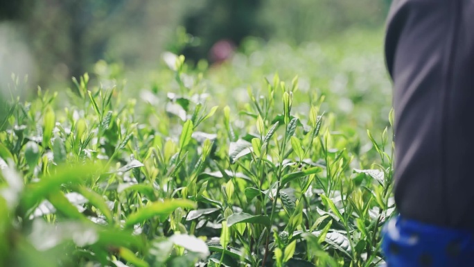 【4K】绿茶红茶茶叶茶园采茶茶场茶