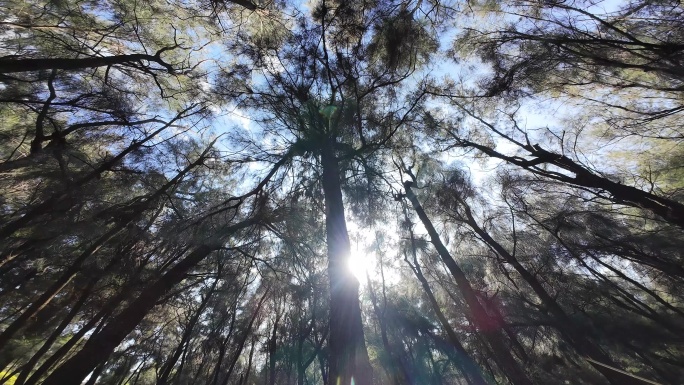 仰拍树林向上拍摄树干仰拍松树林仰视森林