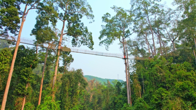 西双版纳望天树热带雨林