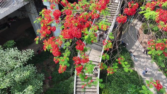 中国广东省广州市越秀区海印桥凤凰花