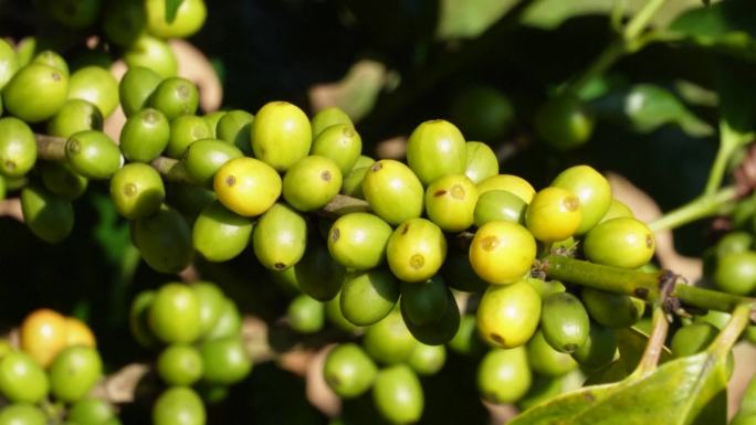 云南普洱的咖啡种植田（合集）