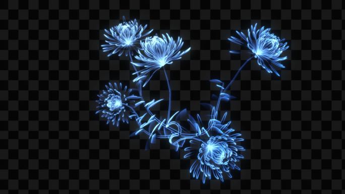 蓝色发光全息菊花生长开花-带透明通道