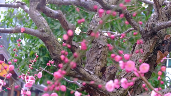 植物园公园梅花花朵开花春天风景视频素材