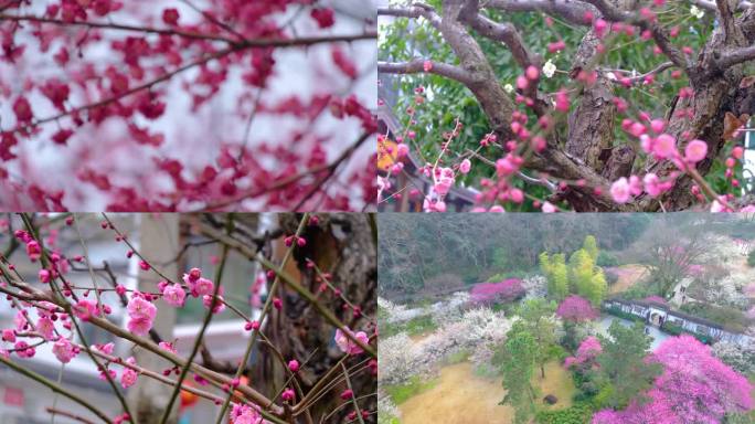 植物园公园梅花花朵开花春天风景视频素材