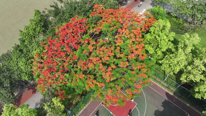 中国广东省广州市越秀区海印桥凤凰花