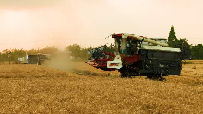 小麦丰收 机械收割 收割小麦
