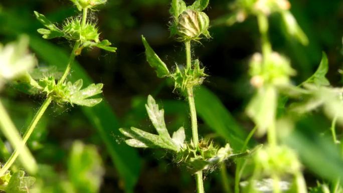 夏至草 小益母草 夏枯草 林间 树林