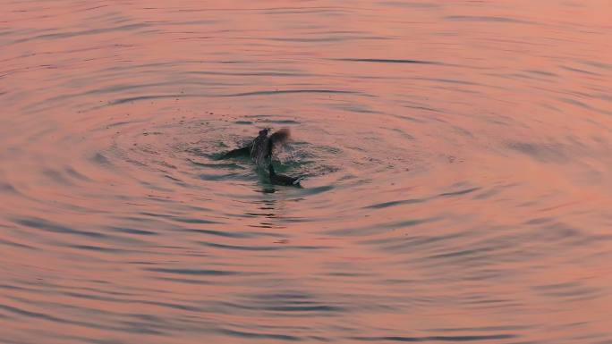 日落时苏州阳澄湖里水鸟在嬉戏打闹风景航拍