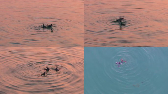 日落时苏州阳澄湖里水鸟在嬉戏打闹风景航拍