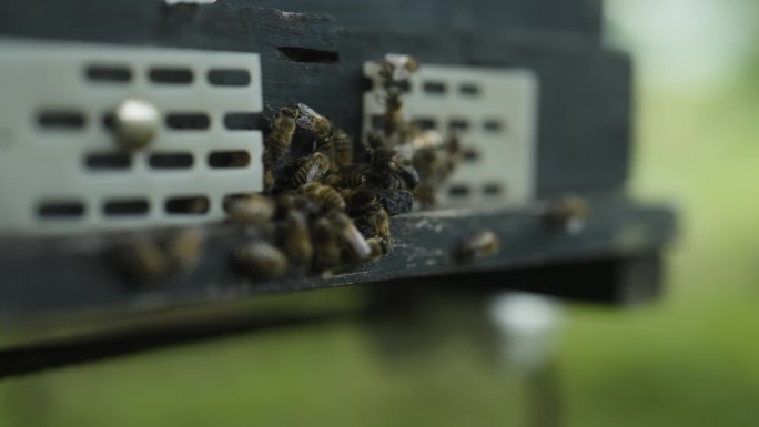 蜂场蜂箱蜜蜂进出口