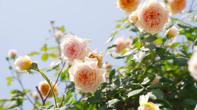 春天阳光下的月季玫瑰蔷薇鲜花唯美绽放
