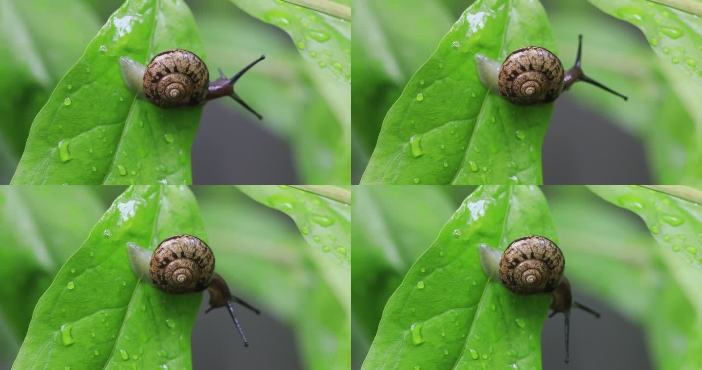 悠闲蜗牛缓慢爬行 树叶雨水微距特写