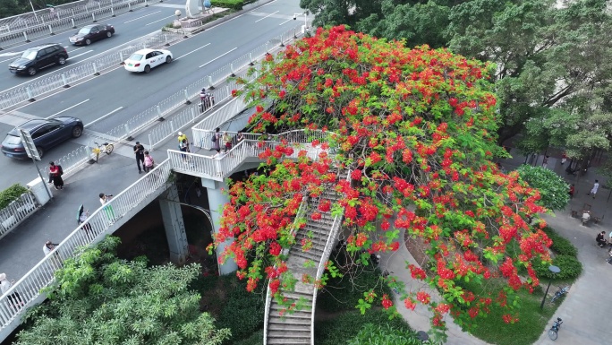 中国广东省广州市越秀区海印桥凤凰花