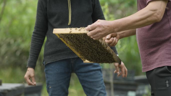 蜂农打开蜂箱交流