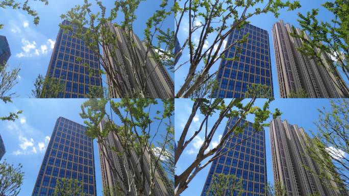 透过树枝仰望高楼大厦