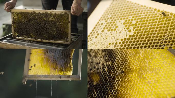 蜂农取出蜂巢摇蜜