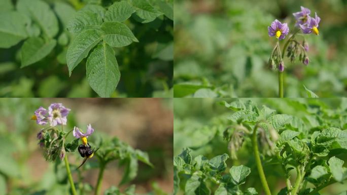 【4K60p】土豆花土豆苗洋芋花熊蜂采蜜