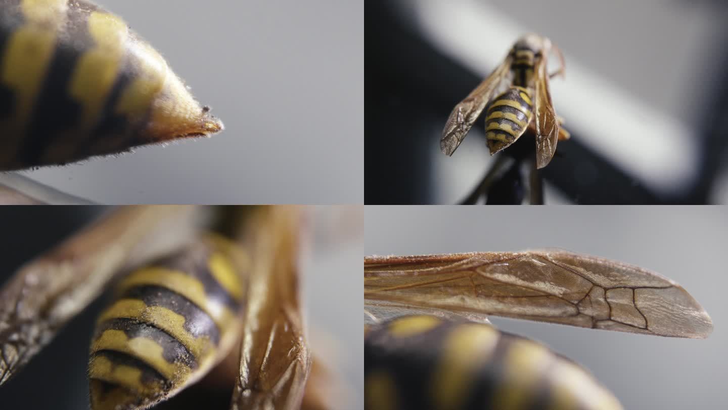 微距 昆虫 标本 马蜂 蚊虫 样本