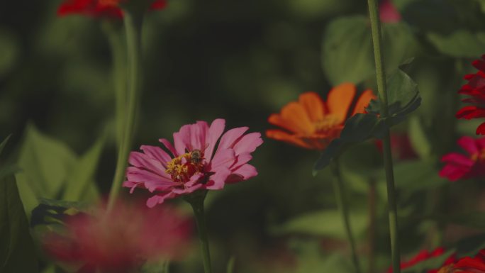 蜜蜂和花朵