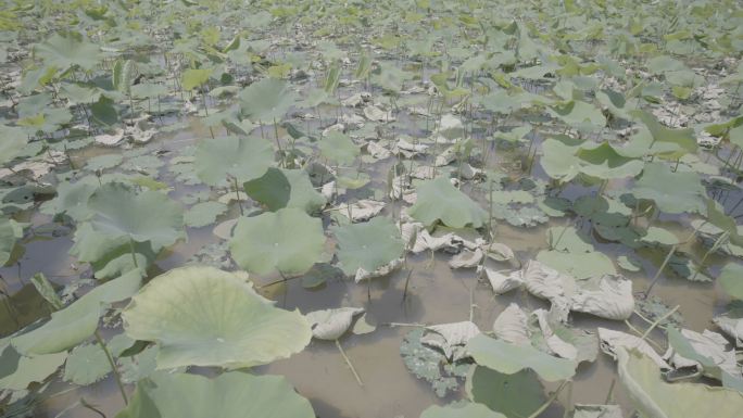 荷花池莲藕种植