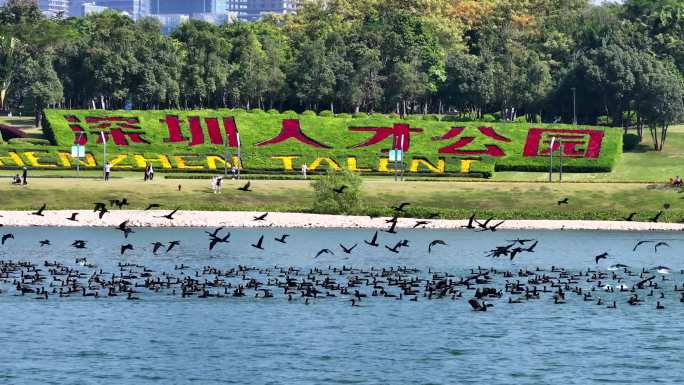 深圳湾航拍鸬鹚万鸟齐飞生态深圳人才公园