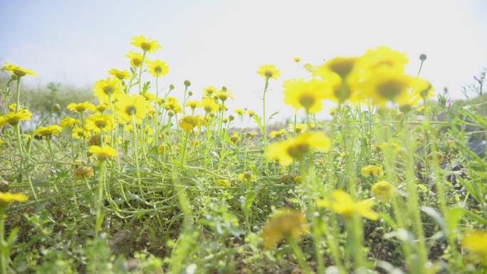 大自然黄色花朵，鲜花，春天气息，野花盛开