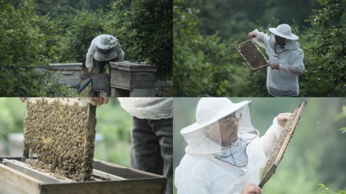 蜂农走进蜂场检查蜂箱
