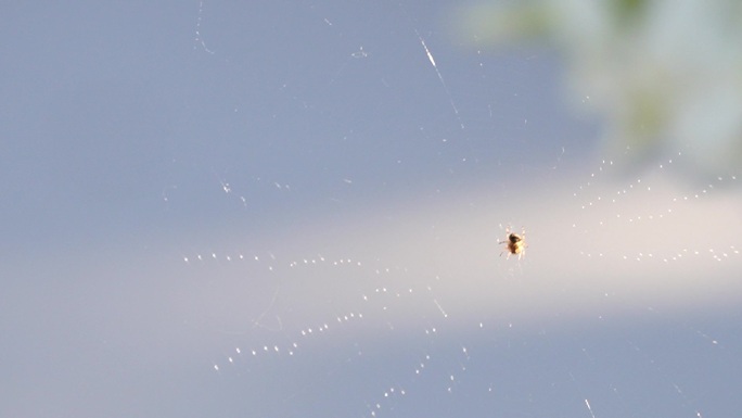 狂风袭击蜘蛛网，一只蜘蛛正在蜘蛛网上