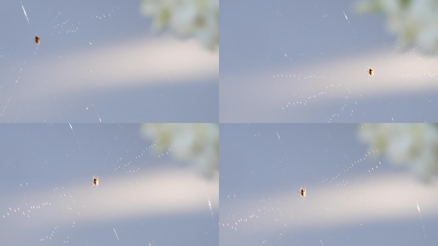 狂风袭击蜘蛛网，一只蜘蛛正在蜘蛛网上