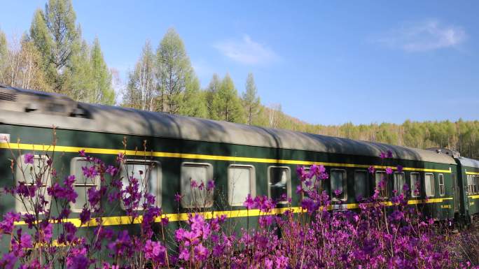 4k摄影开往冷极春天的绿皮火车窗外映山红