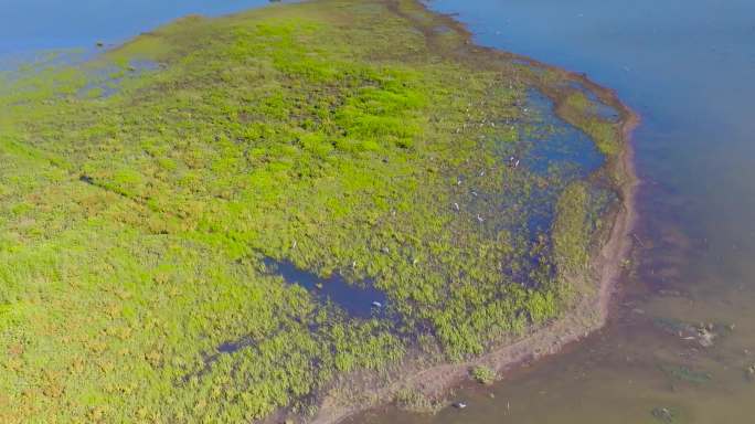 杭州大湾区湿地公园升格视频