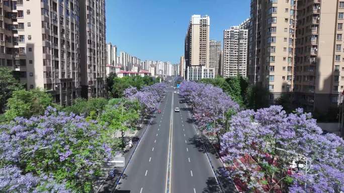 街道蓝花楹  4K蓝花楹 眉山风景 街道