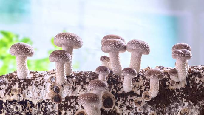 香菇 蘑菇 香菇种植 蘑菇生长延时