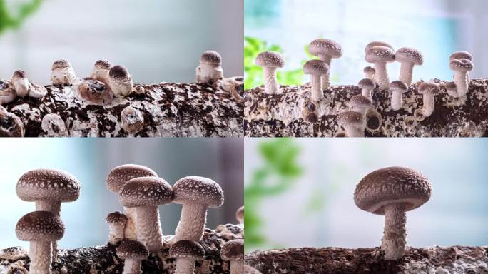 香菇 蘑菇 香菇种植 蘑菇生长延时