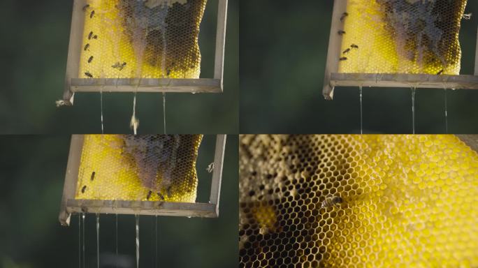 金黄色的蜂巢流出金黄色的蜜