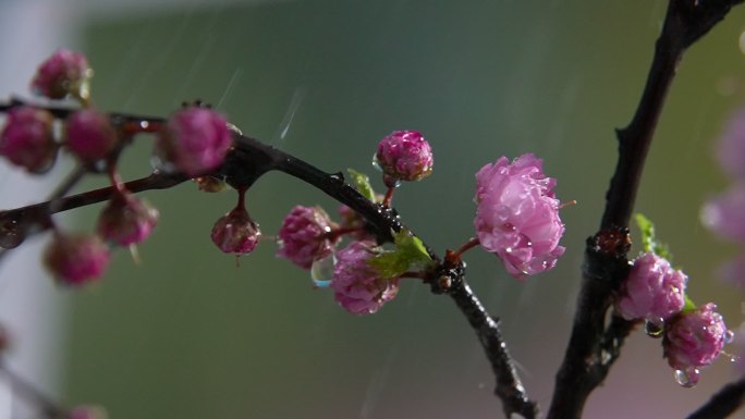 雨中的樱花